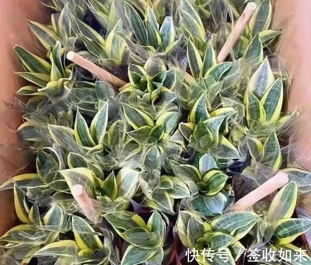 发黄|20种花卉的20个常见问题,养花人必看