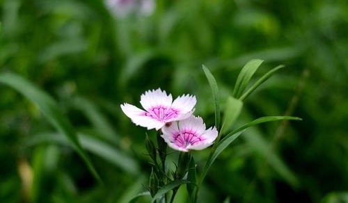 花卉|养花最重要的是什么知道这些秘诀，花生长更加旺盛