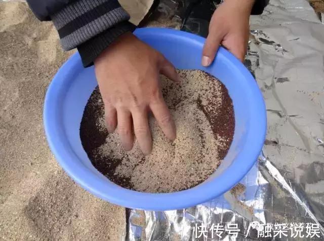 1把沙子撒盆里，土不板结根不烂，叶不黄小飞虫也没了！