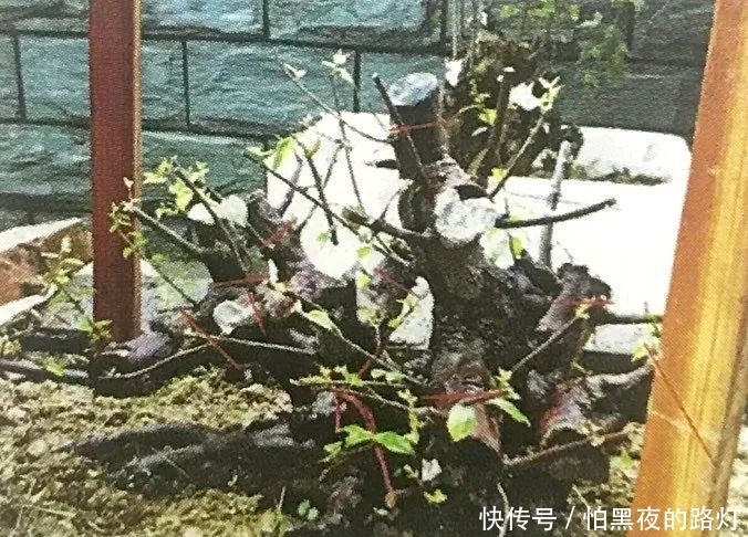 熟知雀梅习性后，临摹盆景设计案例，咱们的盆景作品指日可待！