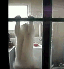 |搞笑动图:家有懒狗一只,谁要领走吧!