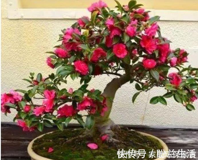 香水|4种花现在养刚刚好,满屋飘香,比香水还好闻,繁花满枝