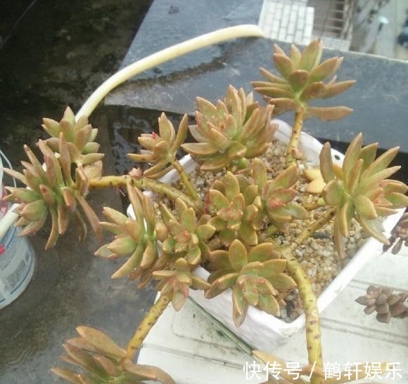 多肉怎么养出悬崖桩?选对花盆,选对品种,1年养成悬崖老桩