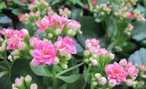 植物|最厉害的养花营养液给花喝一勺，不黄叶，不烂根，养啥旺啥