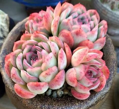 到了冬天,就对多肉不管不问?处理好3点,嗖嗖往外冒侧芽