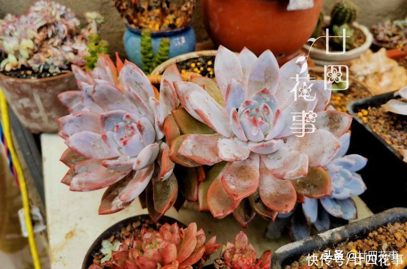 徒长|夏天养多肉，学会基础的“保命5招”，远比所谓“绝招”实在