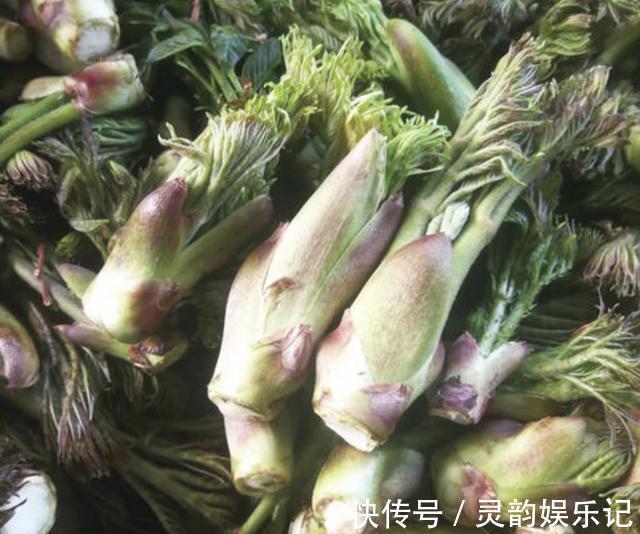 “1种杂草”曾被当柴烧,殊不知是“盆景树”,养2年,1盆值100