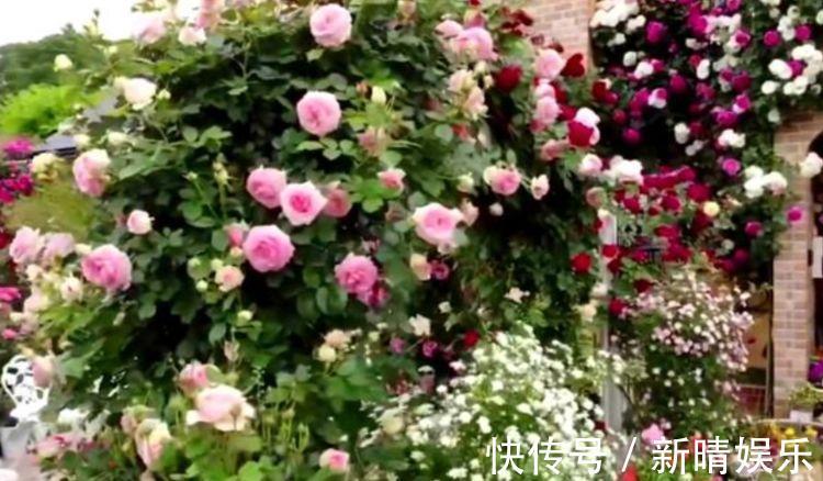 养花|养花就养3种花,花色娇艳很耐看,四季开花迷你眼,谁养谁上瘾