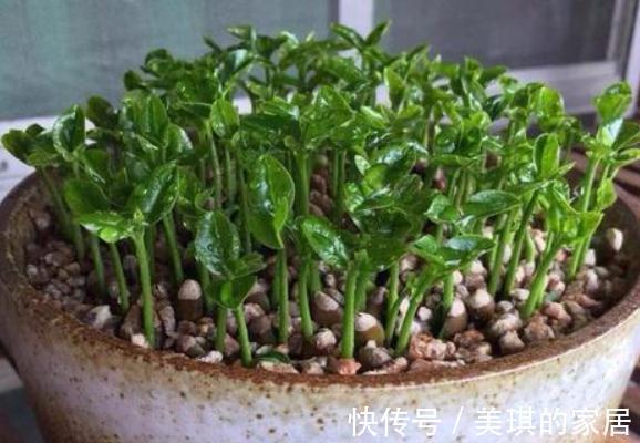 阳台上|柚子核是个宝,埋在花盆里,长成小树