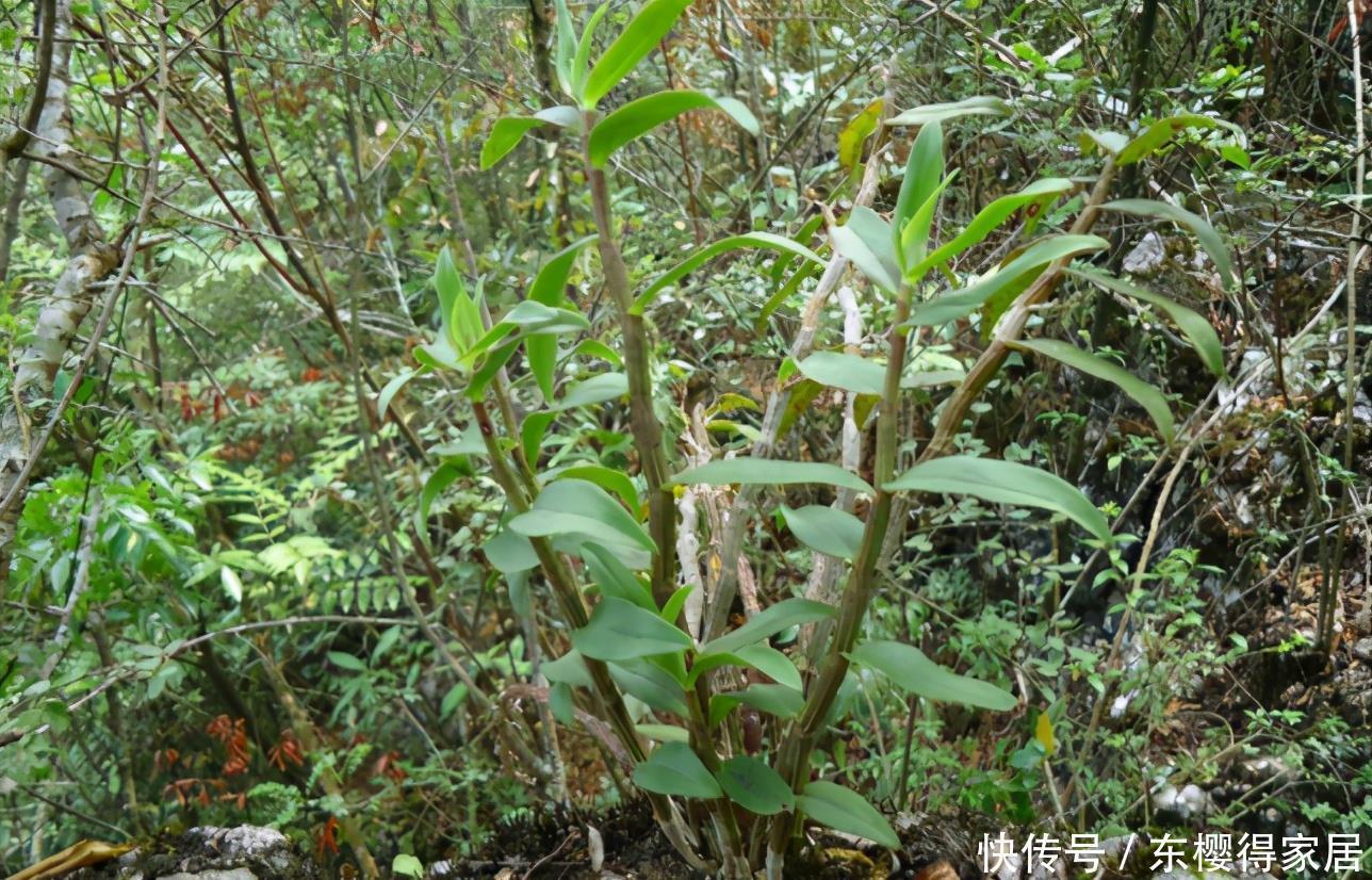 养花得遵守“规则”,知道哪些“底线”不能踩,什么花不能栽?