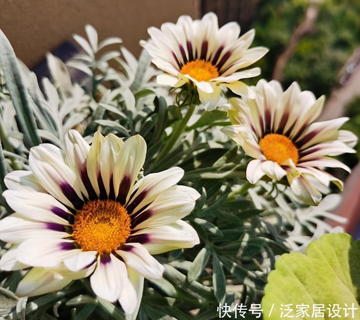 别错这款盆栽“新宠”,“一杆多花”颜色艳,单叶就可繁殖一大群