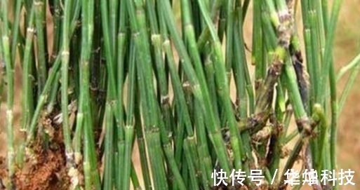 农村|农村里不起眼的野菜,一斤买到50元,对人体有很大的功效!