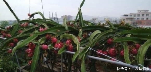 可当饭|果期长达半年,在阳台栽一棵,掌握种植要点,可当饭当水果