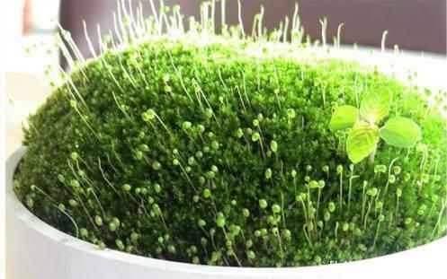 植物|路边挖来的青苔,只需2个步骤,7天长成微景观,比买来的还漂亮