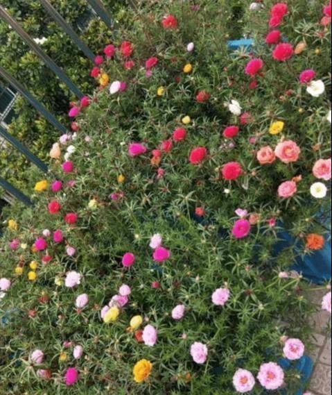 太阳花|急性子的人就养此4种花，掐个枝条插土里，当年就开花早看早知道