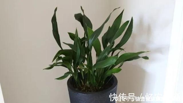 凉开水|用自来水、雨水、桶装水和凉开水养花的差别，哪种水养花最好呢