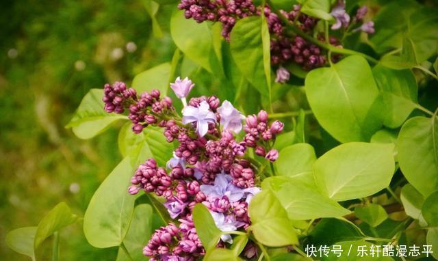 【草丁图书馆】2021年,事业红火,横财接不完,富得流油的4大生肖