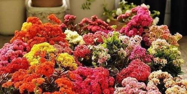 三色堇|花期超长的6款花,养1盆能全年赏花,好看又好养