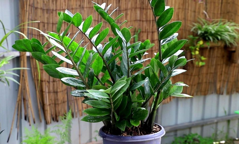 家里养5种观叶植物，冬天不抗冻，及时补足养分，增加抗寒能力