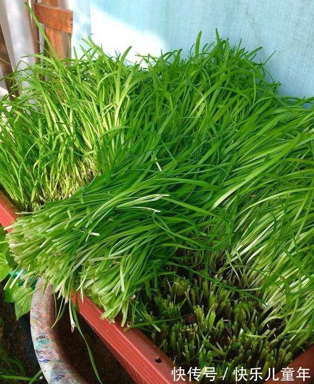 栽种|5步教你盆栽韭菜,根根粗壮“像小葱”,过年割了,包饺子