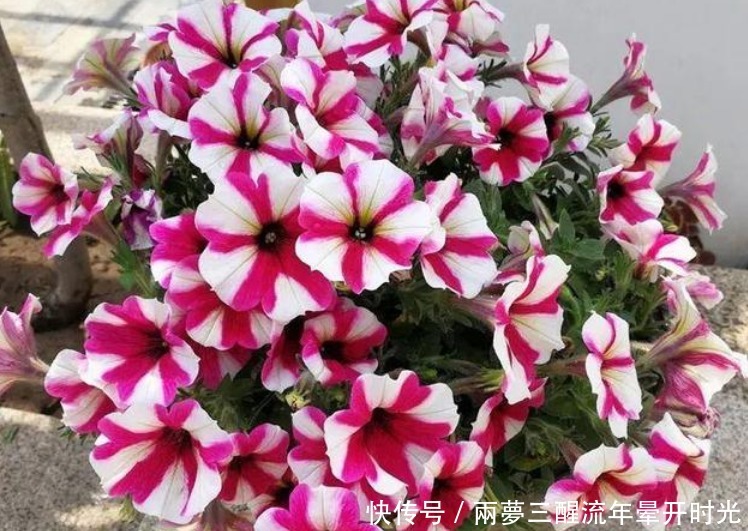 养花就养这几款,随便养都爆盆,花期长花量大,满屋飘香!