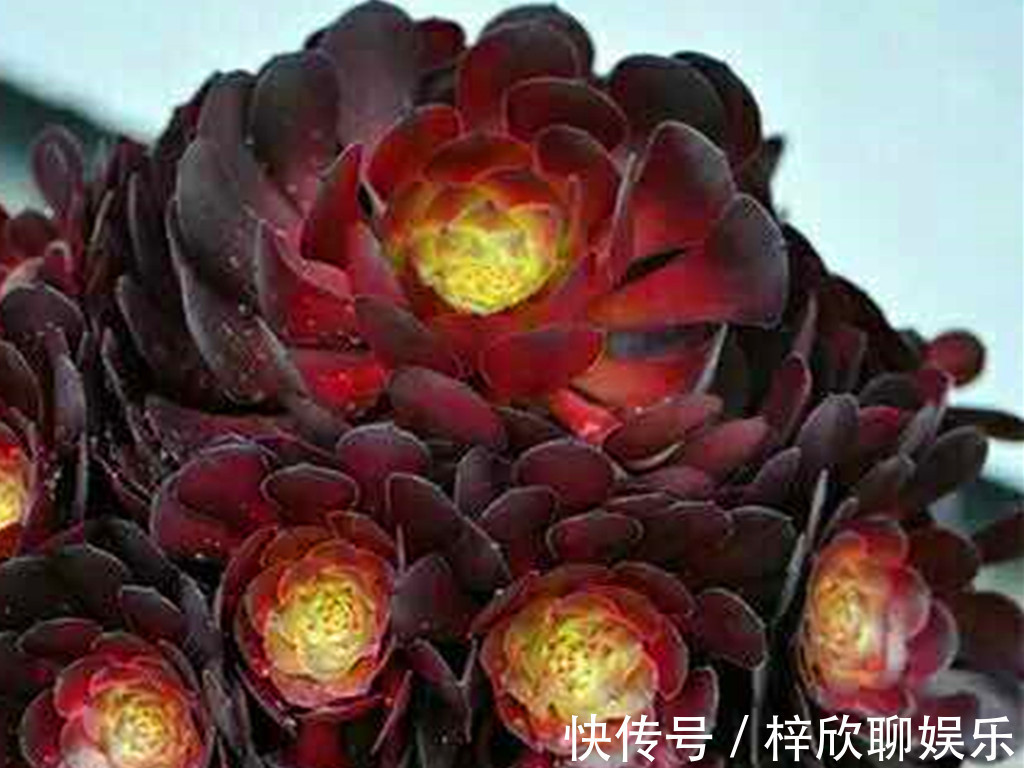 多肉|这些多肉即将进入休眠期,休眠时用对养护方法,可以平安度过夏天