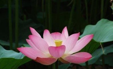  美爆|美爆阳台的3种花，花叶共赏，香气四溢，一年多次开花