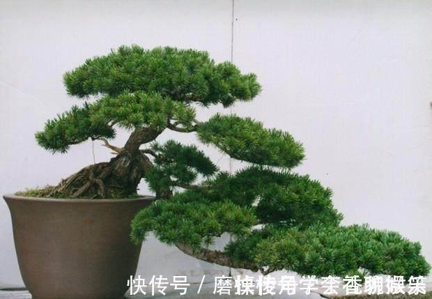 罗汉松盆景养家中,摆放禁忌要知道,放对位置好处多,放错了难活