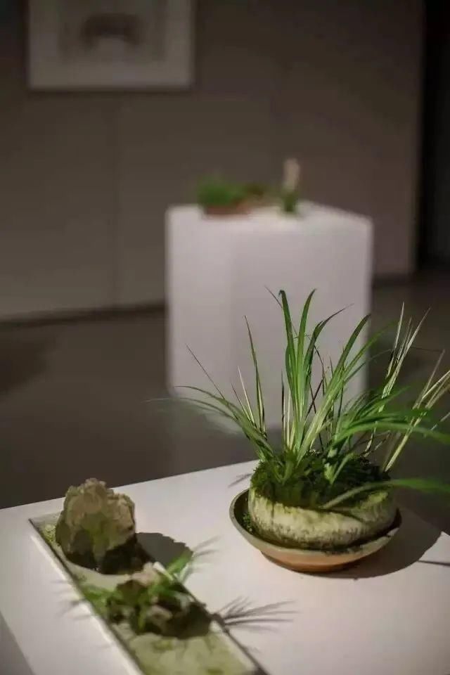  爱蒲|爱蒲之人，好似神仙