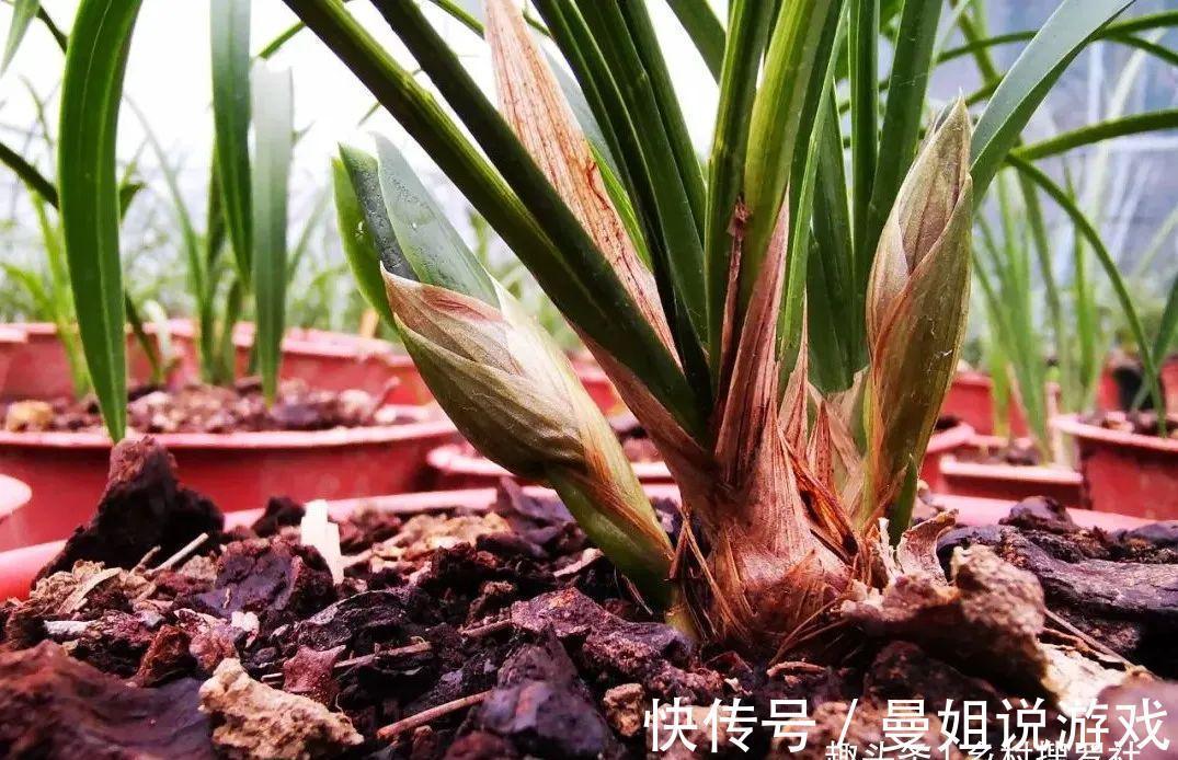 腐殖土|这样制作兰花植料，兰花不会烂根，花苞也更饱满