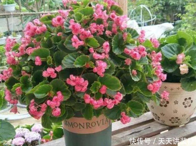 开花机器|4种花,堪称“开花机器”,花期长、花量大,美不胜收,人见人爱