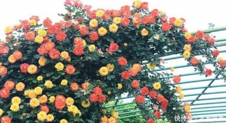 最有仙气的4种花，迷人的花朵，开满整个花盆，美不胜收