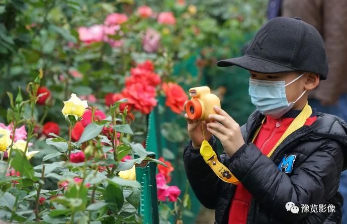 月季花开，满城尽染，最美郑州五月天