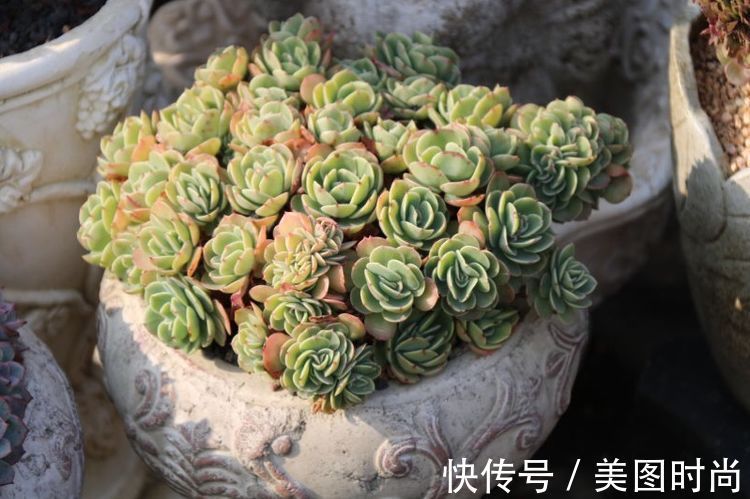 花草|历时一年,在31楼打造300㎡“屋顶花园”,如今美成了仙境