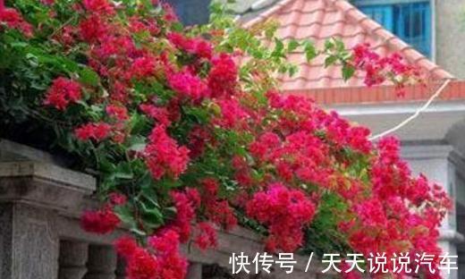 有院子不要错过,种2棵巴西进口花,一年就长成花墙,香味飘很远