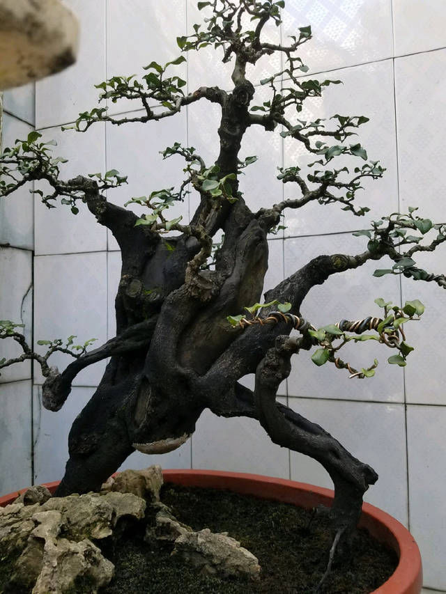 杂树|到园艺师家里做客,欣赏到了很多精品盆景,一起来感受盆景的魅力