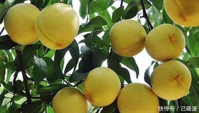 美食|李子柒自制黄桃罐头,却被质疑火起来就作假,网友:没见过黄桃树