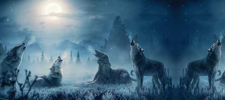 动物$黄鼠狼会给鸡“拜年”,月圆之夜还会拜月,真这么神奇?想多了