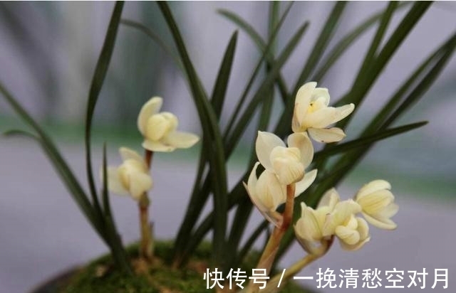 云南|云南早年下山的一颗莲瓣兰稀世珍品,后来成为兰园镇园之宝
