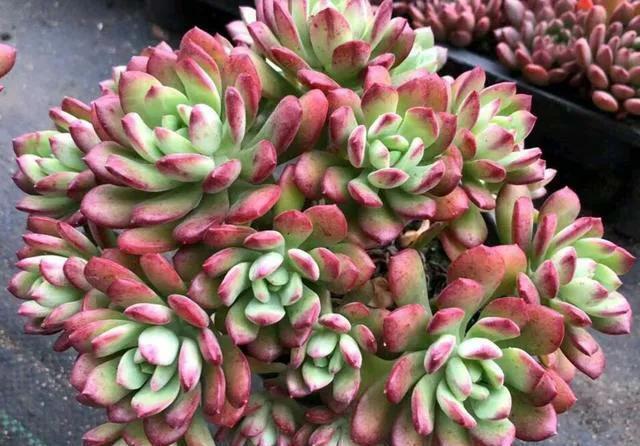 红稚莲|多肉中的红仙子,叶片肥美又红艳,长成老桩很轻松,太漂亮了