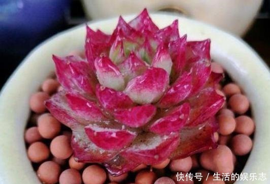 学问|给多肉浇水是门学问,5种方法,让你弄清楚该如何正确补水!