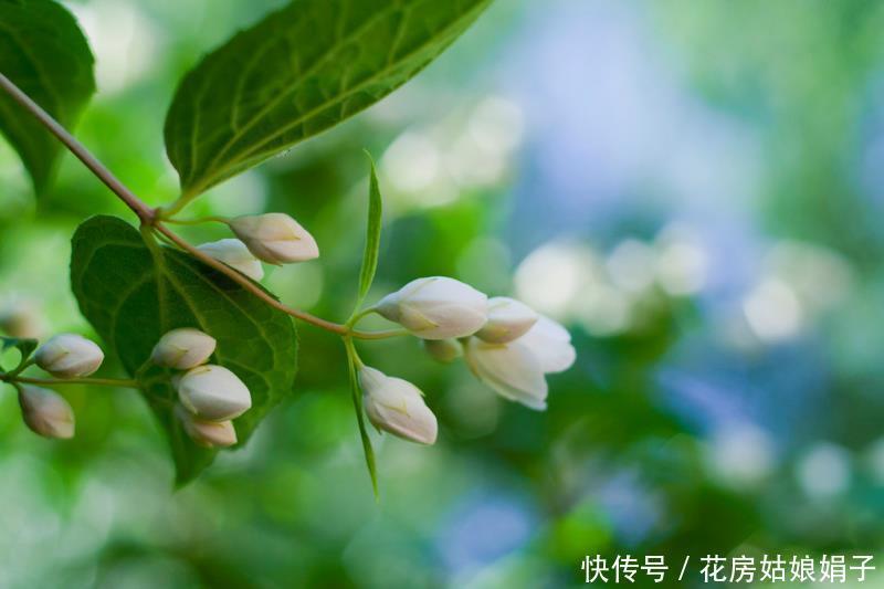 茉莉花养好有技巧，做好几点，花开雪白赛珍珠