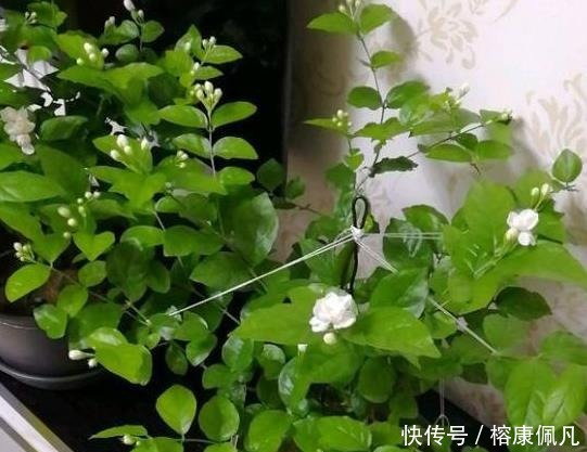 矮壮|养茉莉花,2个“时机”强修剪,植株矮壮,花量“暴增”