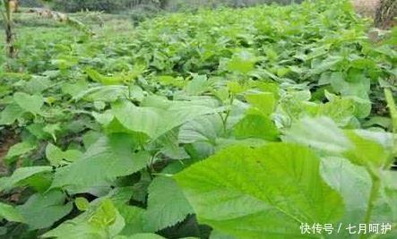 白头发多无需染，用此物坚持七天，白头发变黑变亮，身体也会好