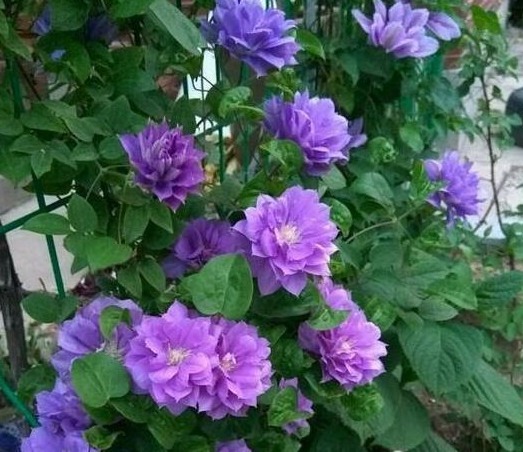 养花10年的李小姐，只养“1种花”，没想到，花盛开后，人见人夸