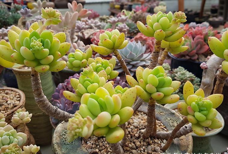 给多肉春萌老桩换盆？稍有点迟，但也可以进行，因为后面有小阳春