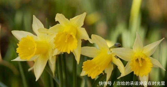 水培水仙花能活几年 水培水仙花能活几年