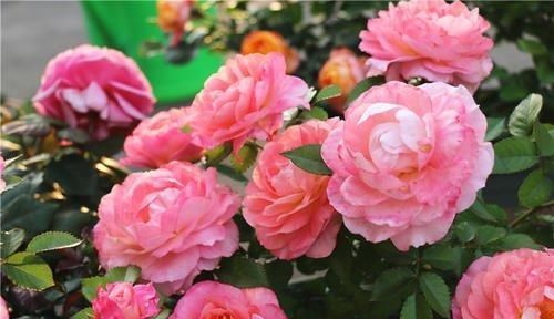 最厉害的养花营养液:给月季花喝一勺,猛窜笋芽,花开满枝