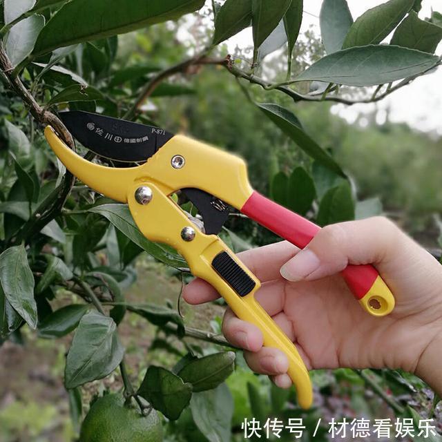 阴雨天来了，月季黑斑、卷叶子，赶紧剪、喷点药，半月就开花