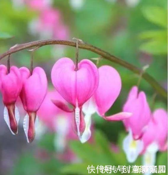 4种花,堪称花界劳模,花期长,开花勤,四季有花赏